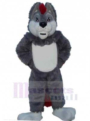 Loup costume de mascotte