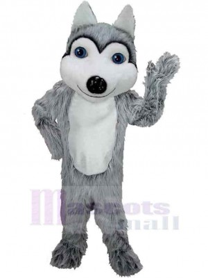 Loup costume de mascotte