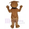 Bouledogue mascotte costume