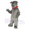 Bouledogue maskottchen kostüm