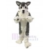 Chien costume de mascotte