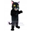 Chat costume de mascotte