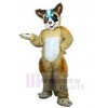 Loup costume de mascotte