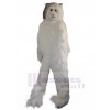 Chat costume de mascotte