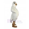 Pigeon costume de mascotte