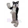 Loup costume de mascotte