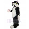 Chat costume de mascotte