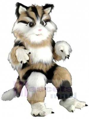 Chat costume de mascotte