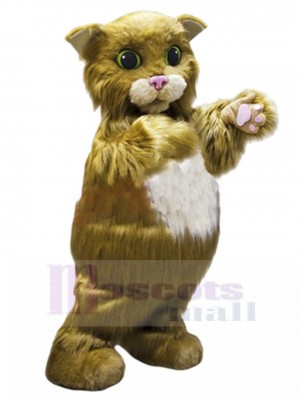 Chat costume de mascotte
