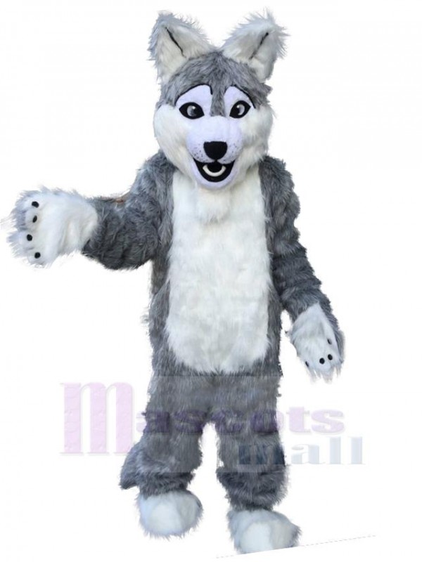 Loup costume de mascotte