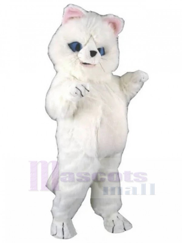 Chat costume de mascotte