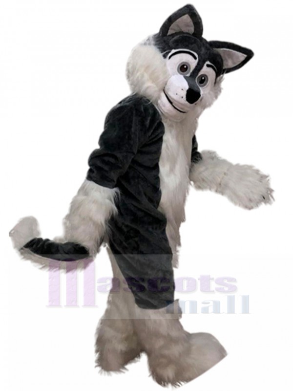 Loup costume de mascotte