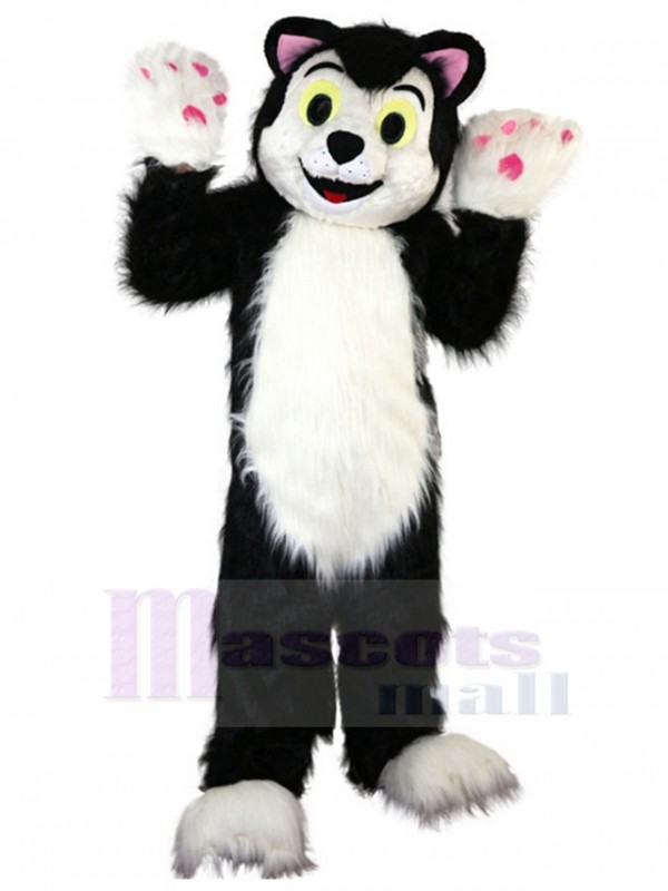 Chat costume de mascotte