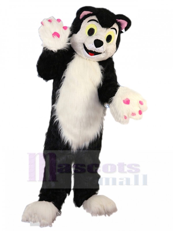 Chat costume de mascotte